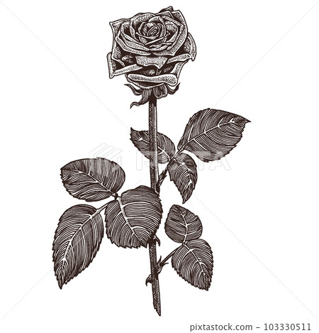 玫瑰手繪線稿(單線描) 玫瑰手繪線稿(單線描) 103330511