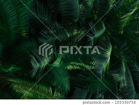 Fern leaves in forest texture background. Dense dark green fern leaves in garden. Nature abstract background. Fern at tropical forest. Beautiful dark green fern leaf texture background with sunlight. Fern leaves in forest texture background. Dense dark green fern leaves in garden. Nature abstract background. Fern at tropical forest. Beautiful dark green fern leaf texture background with sunlight. 103330758