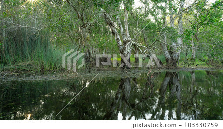 White samet or cajuput trees in wetlands forest with reflections in water. Greenery botanic garden. Freshwater wetland. Beauty in nature. Body of water. Lush green forest in wetland. Environment day. 103330759