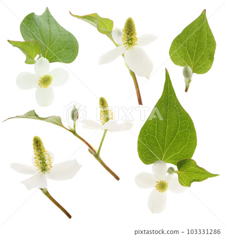 Dokudami flower, white background 103331286