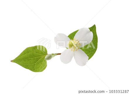 Dokudami flower, white background 103331287