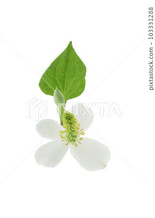 Dokudami flower, white background 103331288