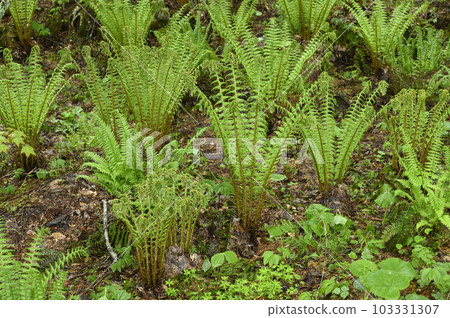 蕨類植物群落 蕨類植物群落 103331307