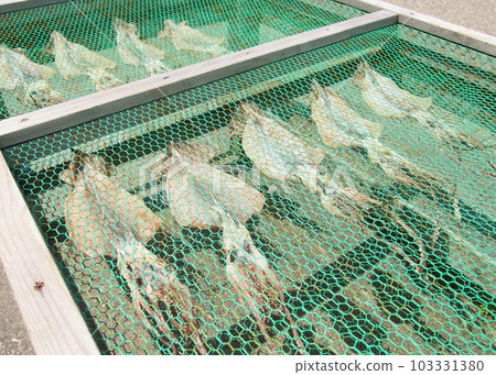 Scenery drying Japanese flying squid Scenery drying Japanese flying squid 103331380