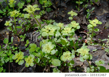 Mesophyllum japonicum（北海道知床） 103331467