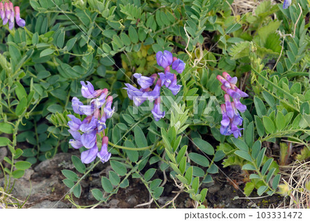 火腿豌豆（北海道知床） 103331472