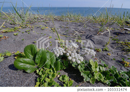 海邊的濱防風（北海道小清水町） 103331474