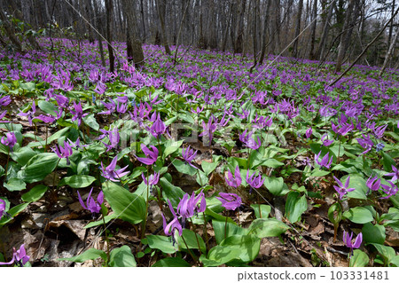 A community of erythronium (Asahikawa, Hokkaido) A community of erythronium (Asahikawa, Hokkaido) 103331481