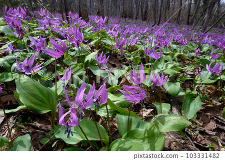 A community of erythronium (Asahikawa, Hokkaido) A community of erythronium (Asahikawa, Hokkaido) 103331482