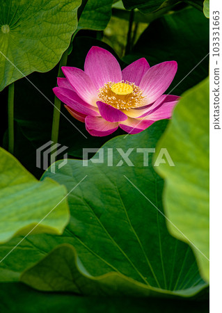 Blooming purely large flowers, oozing colors that become a sacred heart, open in the morning and close in the afternoon Blooming purely large flowers, oozing colors that become a sacred heart, open in the morning and close in the afternoon 103331663