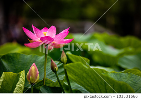 盛開純粹的大花，滲出的色彩變成一顆神聖的心，早上開放，下午關閉 103331666