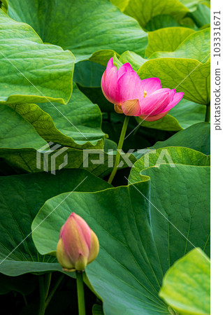 Blooming purely large flowers, oozing colors that become a sacred heart, open in the morning and close in the afternoon Blooming purely large flowers, oozing colors that become a sacred heart, open in the morning and close in the afternoon 103331671