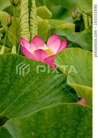 Blooming purely large flowers, oozing colors that become a sacred heart, open in the morning and close in the afternoon 103331690