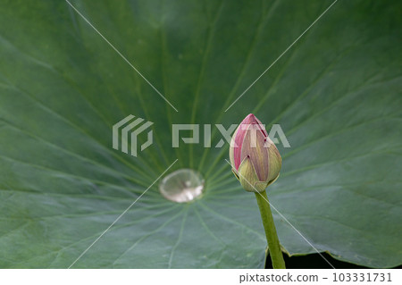 Blooming purely large flowers, oozing colors that become a sacred heart, open in the morning and close in the afternoon 103331731