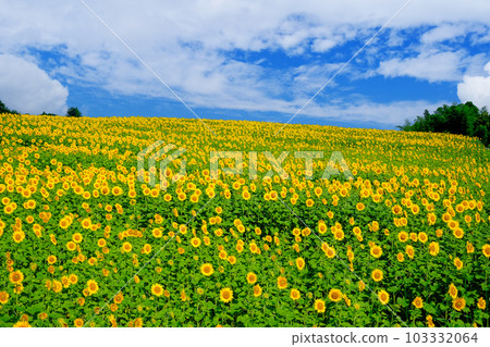 A vast sunflower field A vast sunflower field 103332064