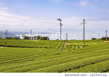 Higashisonogi tea plantation overlooking Omura Bay 103332218
