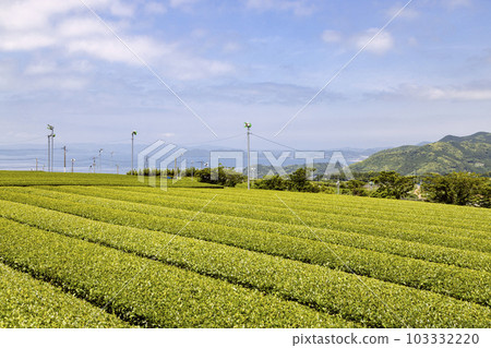 Higashisonogi tea plantation overlooking Omura Bay 103332220