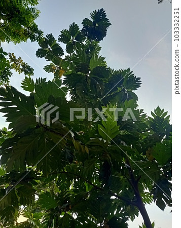 Below angle shot of breadfruit plant  103332251