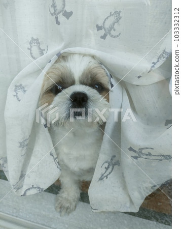 dog waiting by the window dog waiting by the window 103332312