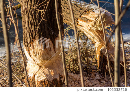 Trees gnawed by beavers on the river bank. Harvesting feed for the winter. Kaluga region, Russia Trees gnawed by beavers on the river bank. Harvesting feed for the winter. Kaluga region, Russia 103332716