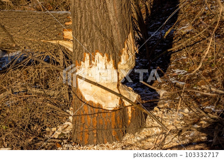 Trees gnawed by beavers on the river bank. Harvesting feed for the winter. Kaluga region, Russia Trees gnawed by beavers on the river bank. Harvesting feed for the winter. Kaluga region, Russia 103332717