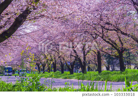 栃木縣佐野市松原公園周邊的櫻花 栃木縣佐野市松原公園周邊的櫻花 103333018