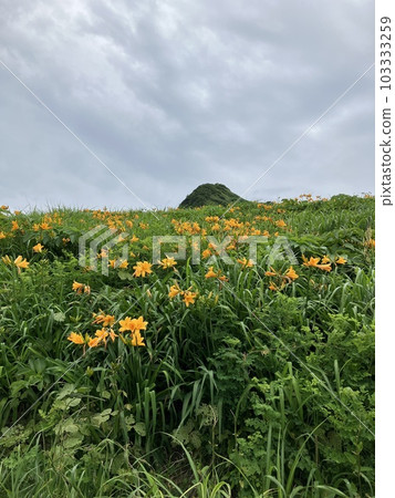 黃花菜盛開的山 103333259