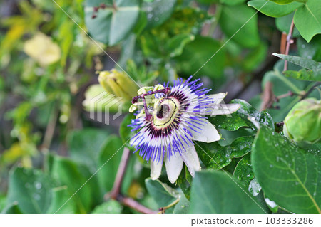 Passiflora flowers blooming in the rain (spring, May) 103333286