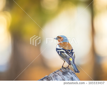Common chaffinch, Fringilla coelebs, sits on a tree. Common chaffinch in wildlife. 103333437