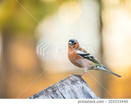Common chaffinch, Fringilla coelebs, sits on a tree. Common chaffinch in wildlife. 103333440