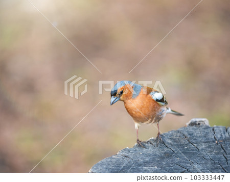 Common chaffinch, Fringilla coelebs, sits on a tree. Common chaffinch in wildlife. 103333447