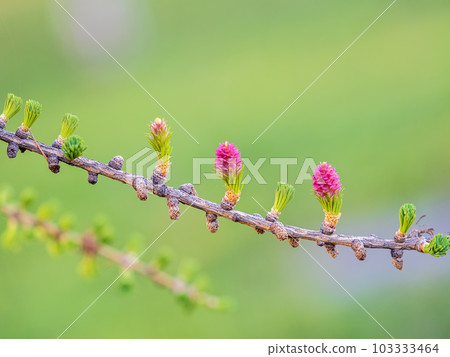 Larch tree fresh pink cones blossom at spring on nature background 103333464