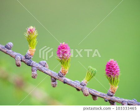 Larch tree fresh pink cones blossom at spring on nature background 103333465
