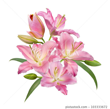 Pink lily flower bouquet isolated on white background 103333672