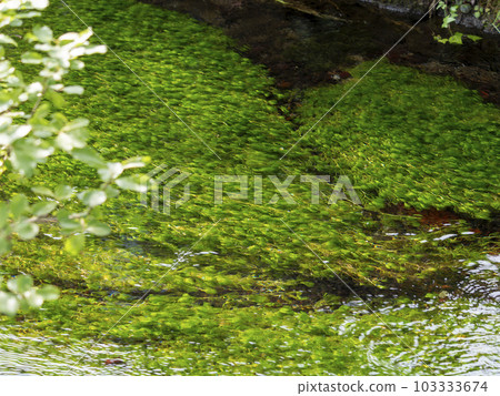 Samegaijuku Jizo River and Meikamo scenery 103333674