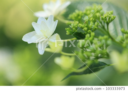 在公園的花壇中發現的白色繡球花的特寫 在公園的花壇中發現的白色繡球花的特寫 103333973