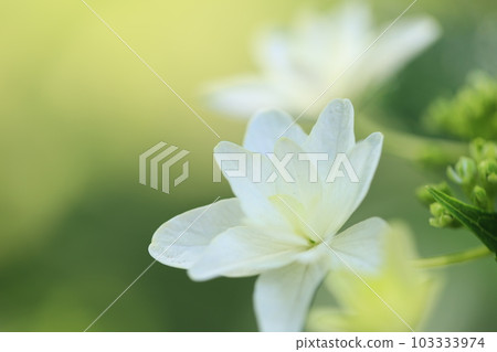 Close up of a white hydrangea found in a flowerbed in a park Close up of a white hydrangea found in a flowerbed in a park 103333974