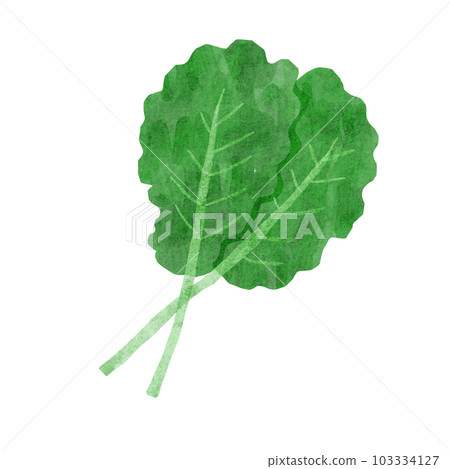 羽衣甘藍 103334127