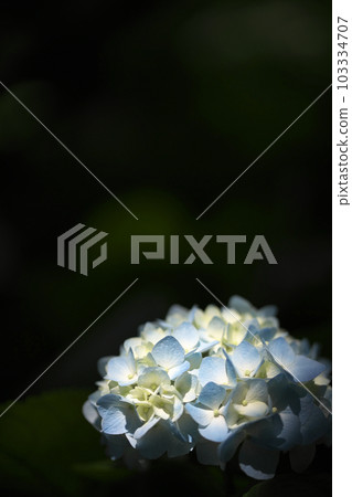 Blue hydrangea flowers on a black background, blooming in the park 103334707