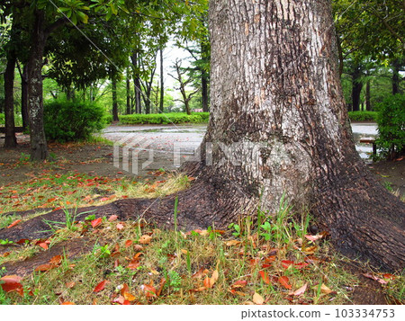 Kusunoki in the park with fallen leaves on a rainy day in spring Kusunoki in the park with fallen leaves on a rainy day in spring 103334753