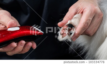 A female groomer cuts the hair between the toes of a Papillon dog.  103334778