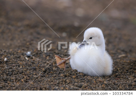 Lake Yamanaka Mute Swan Hina 103334784