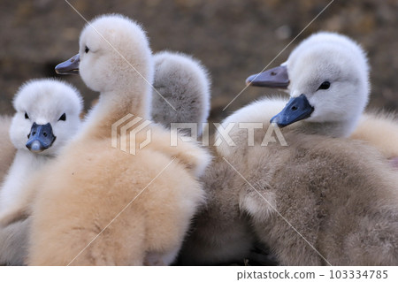 Lake Yamanaka Mute Swan Hina 103334785