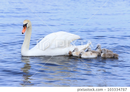Lake Yamanaka Mute Swan Parent and Child Lake Yamanaka Mute Swan Parent and Child 103334787