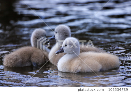 Lake Yamanaka Mute Swan Hina Lake Yamanaka Mute Swan Hina 103334789