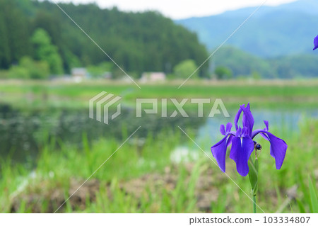 秋田縣仙北市盛開的鳶尾花 103334807
