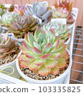 多汁植物 103335825