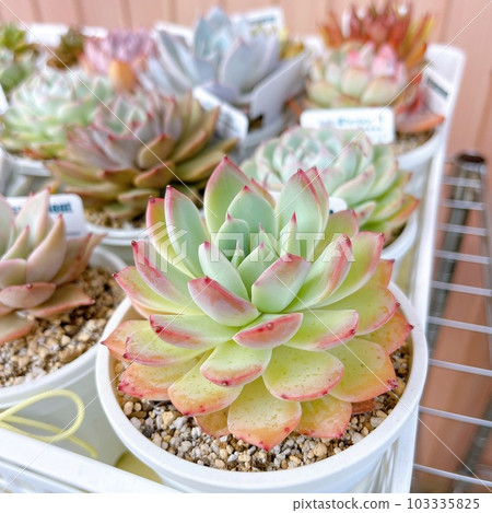 多汁植物 103335825