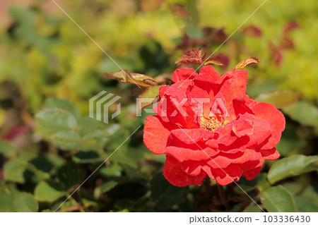 治愈許多人心中的七彩玫瑰 103336430