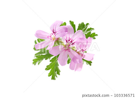 Rose geranium flowers, white background 103336571